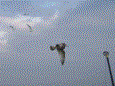 Bootvisnov 2009 34 20100106 1900379849
