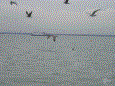 Bootvisnov 2009 36 20100106 1150742688