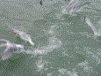 Bootvisnov 2009 37 20100106 1003212053